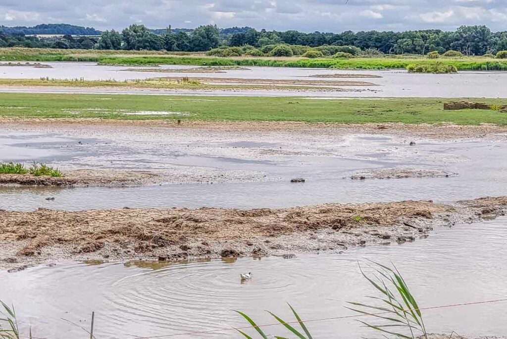 marshland norfolk