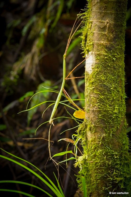 mashpi rainforest stick insect