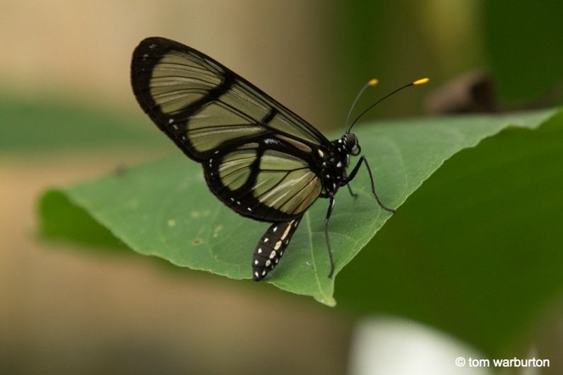 Mashpi butterfly - (Metona grandior)