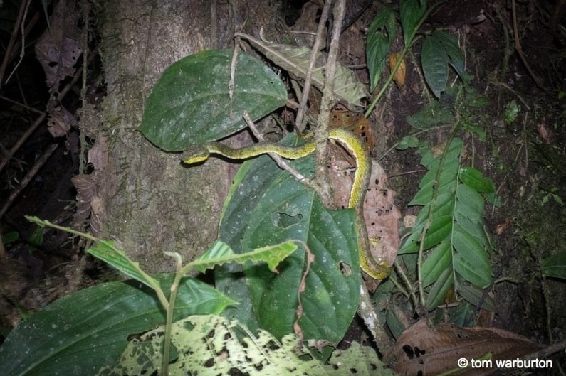 Eyelash Palm Pit viper (Bothriechis schlegelii or Bothriechis sp)