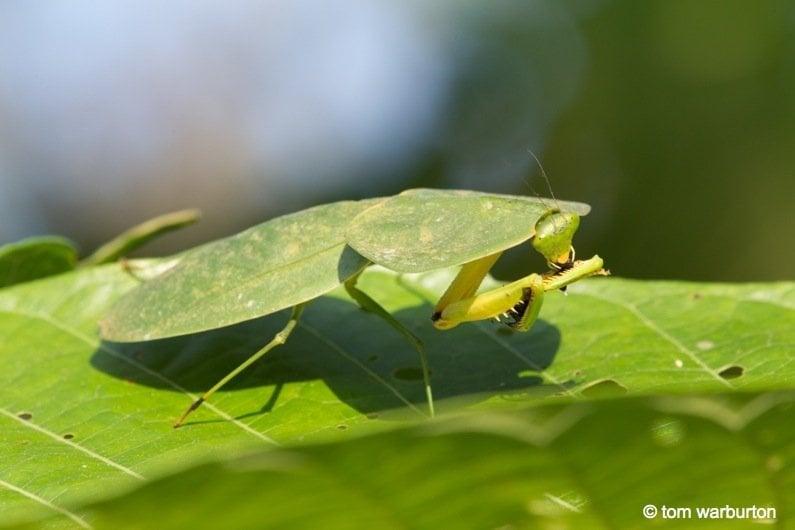 Leafed shaped Mantis