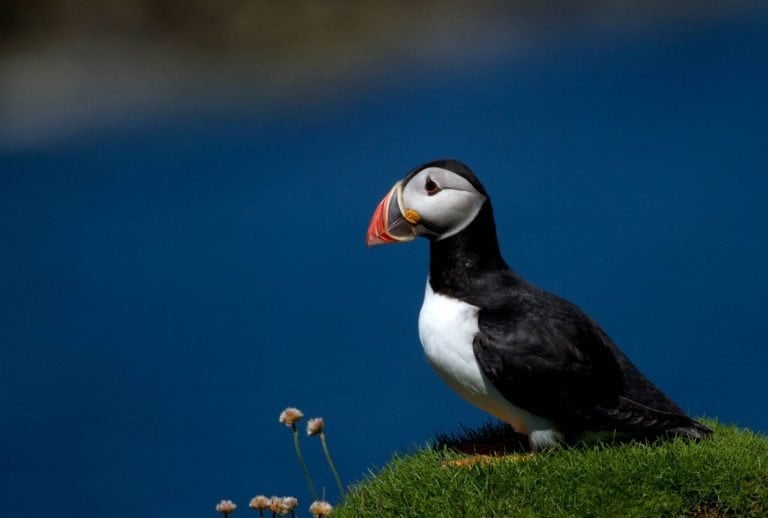 The Isle of Staffa And Its Puffins