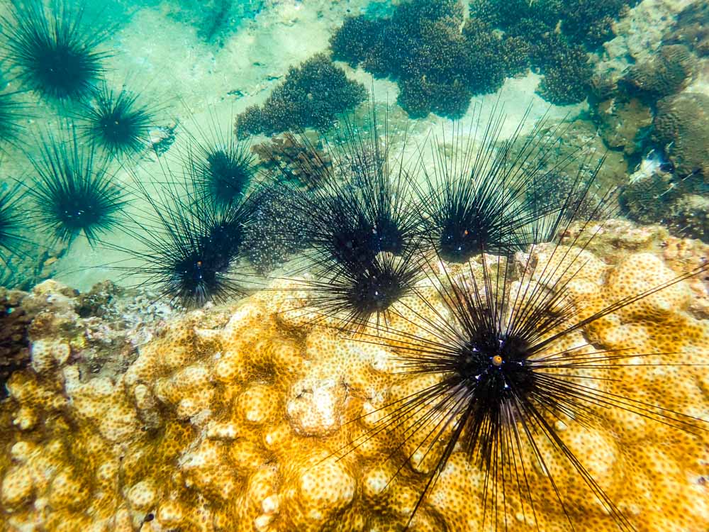 Sailing The Ang Thong Islands - Kayaking and Snorkelling Tour 11