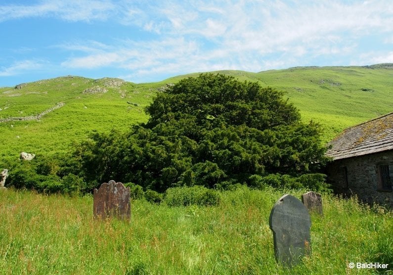 Ancient yew tree St Martin's Church of Martindale