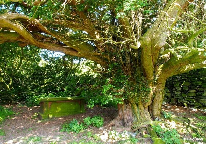 base of yew tree and grave