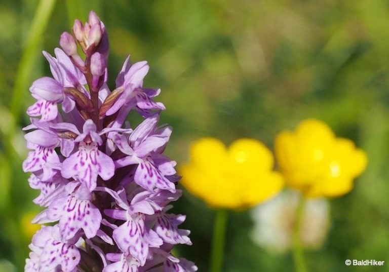 Wild Orchids Of Cumbria