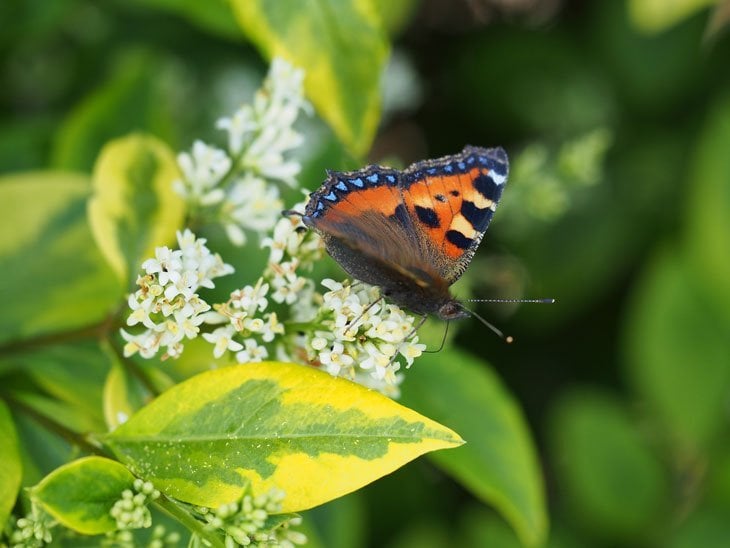 Wiltshire butterfly