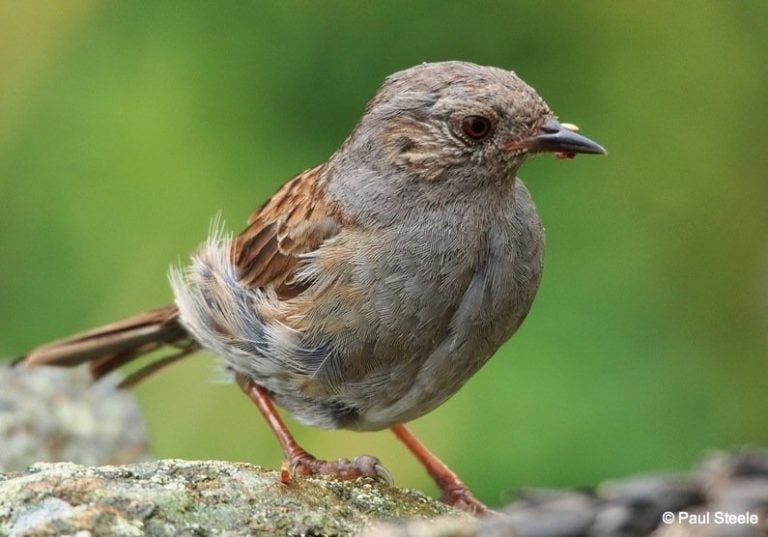 The Daydreaming Dunnock