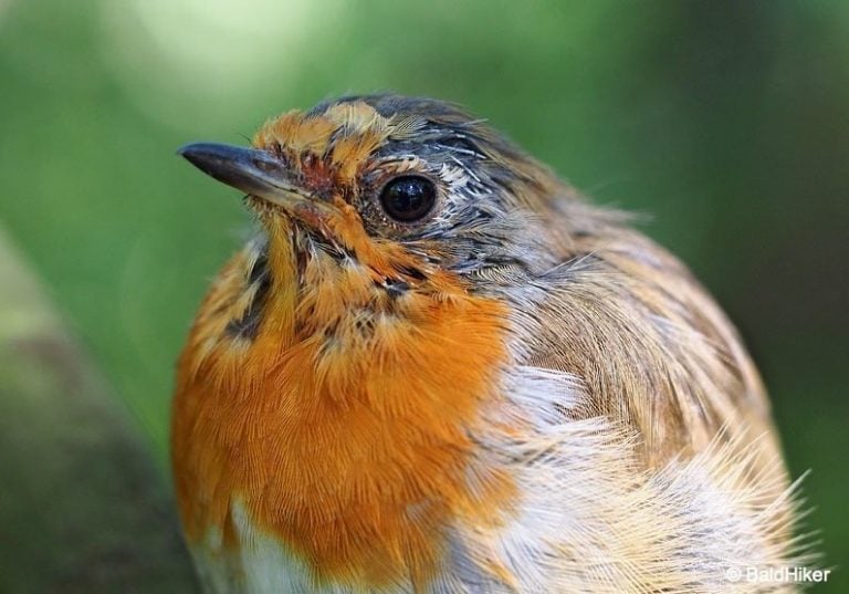 The Tame Yet Fierce Robins