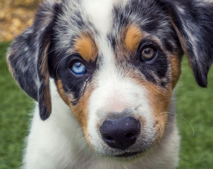 border collie puppy