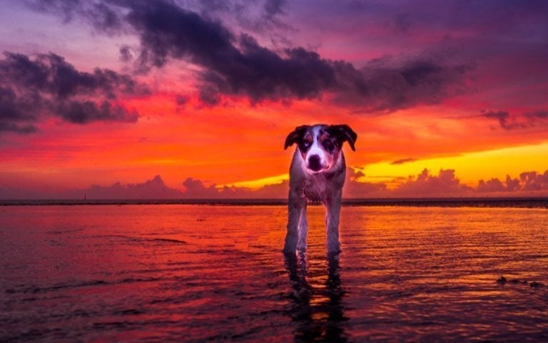 Rossall Point, Fleetwood – Sunsets, Scenes and Dog Walks