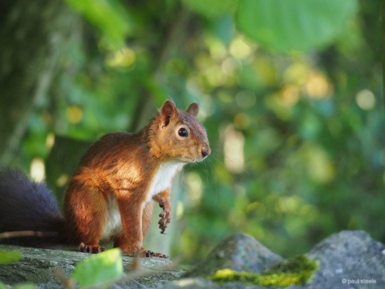 Time with the red squirrels of Eden Valley, Cumbria