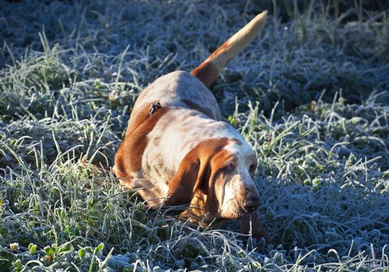 dog in the frosty grass