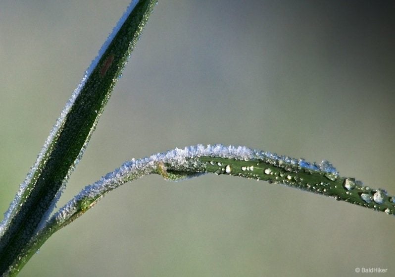 frost on a piece of grass