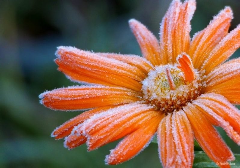 frozen frosty orange flower
