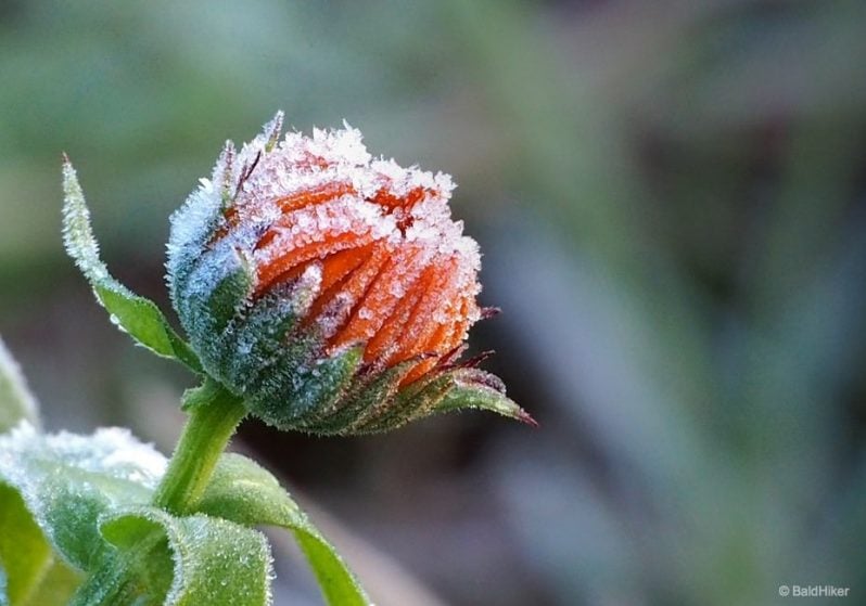 frost in the garden