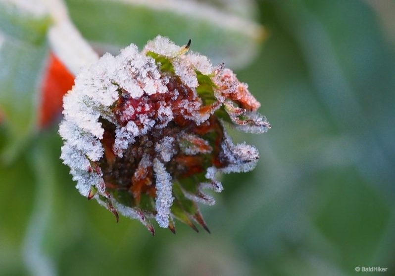 frost covered flower bud