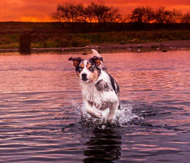 border collie running in water