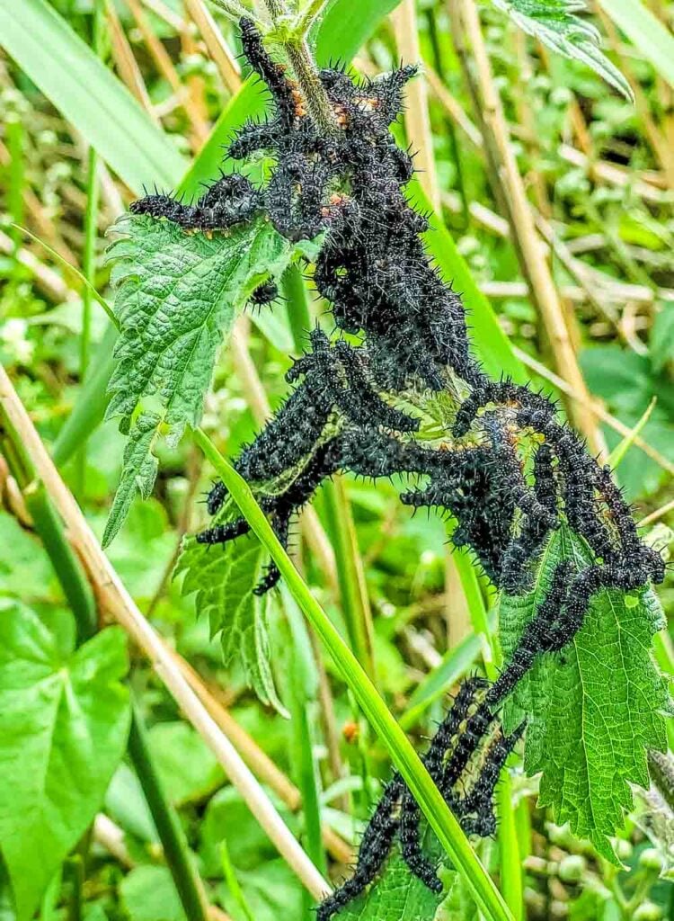 peacock caterpillars