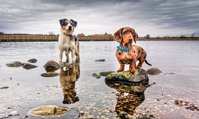5 Tips For Taking Better Pet Photos