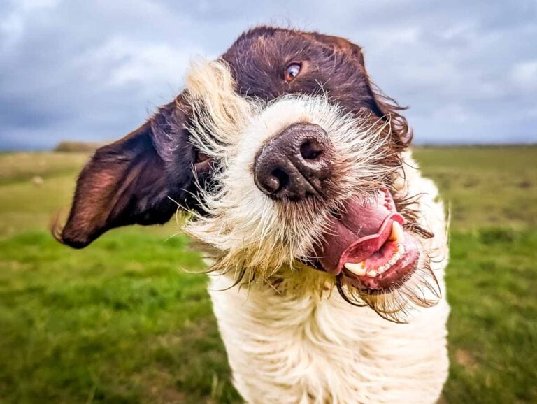 Pete The German Wirehaired Pointer