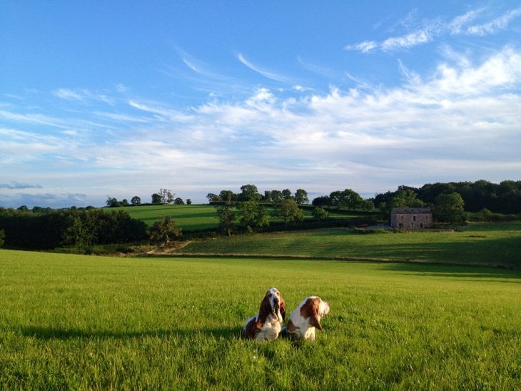 2 Basset Hounds in a field