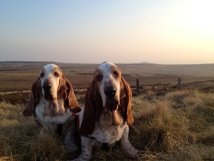 Basset Hounds and sunset