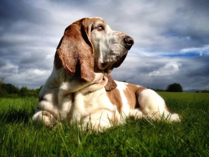 female Basset Hound Jasmine