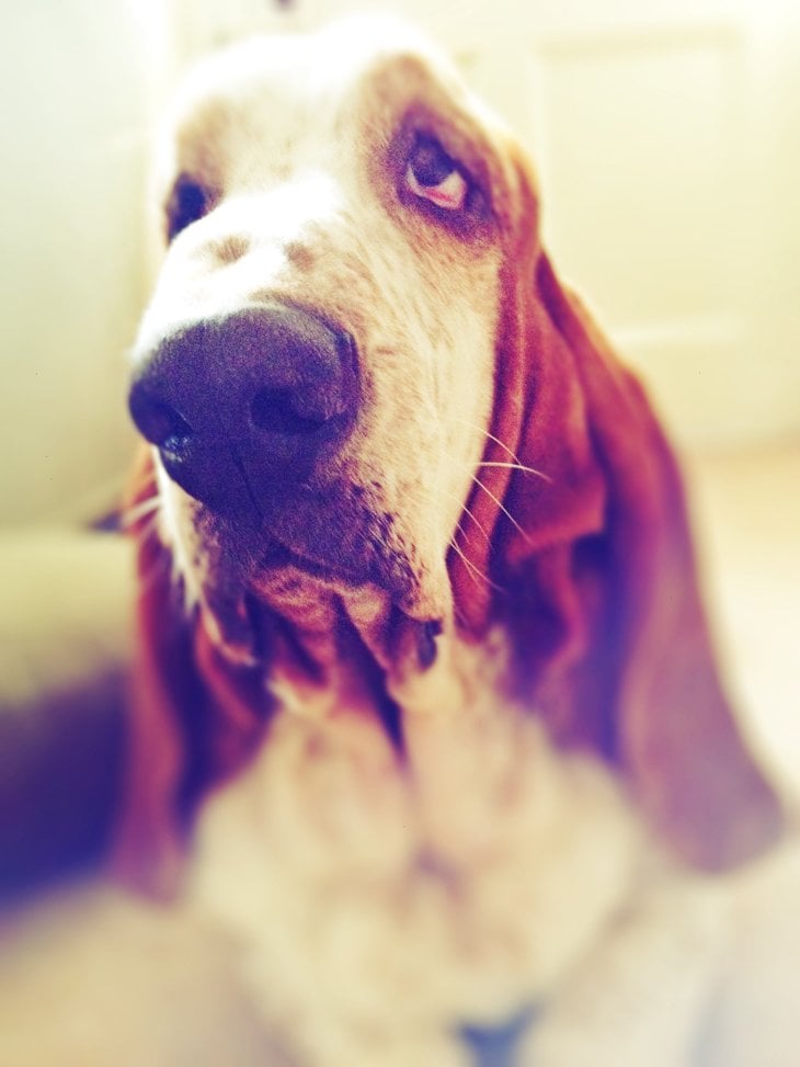 Basset Hound cute