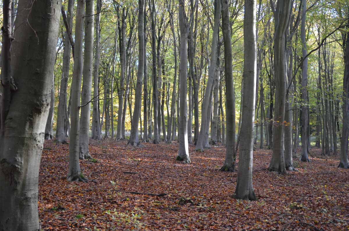 south downs woodland