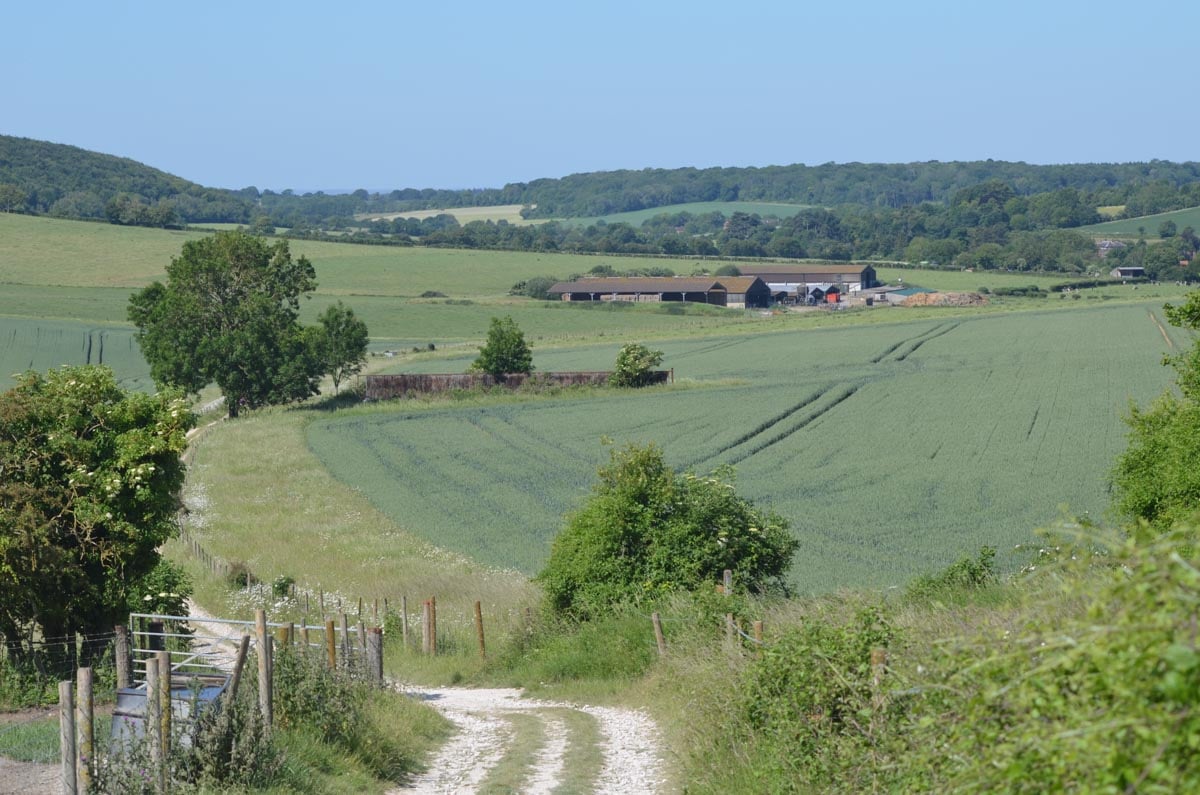 kingley vale path