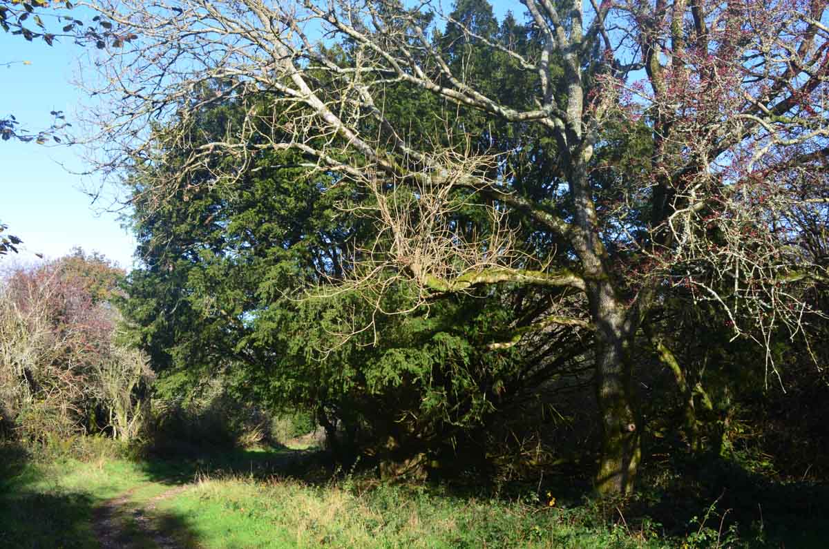 ancient yew tree