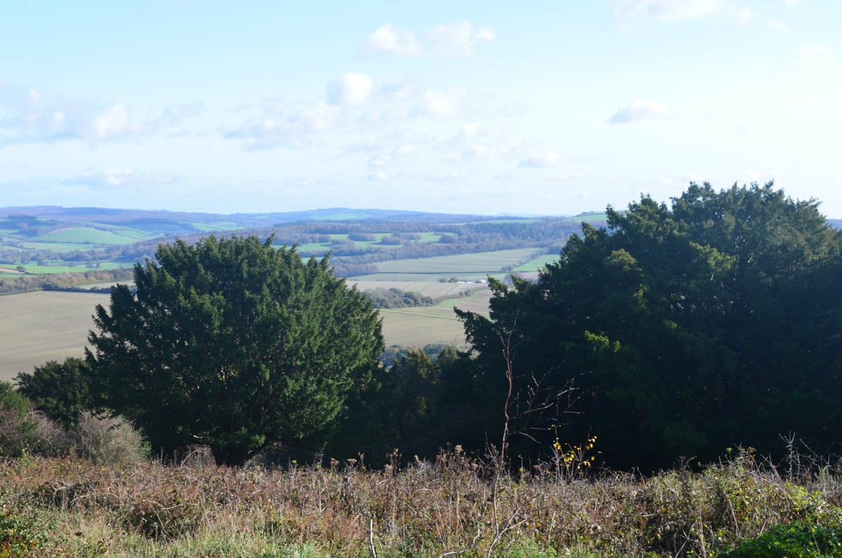 yew trees at the top of Kingley Vale