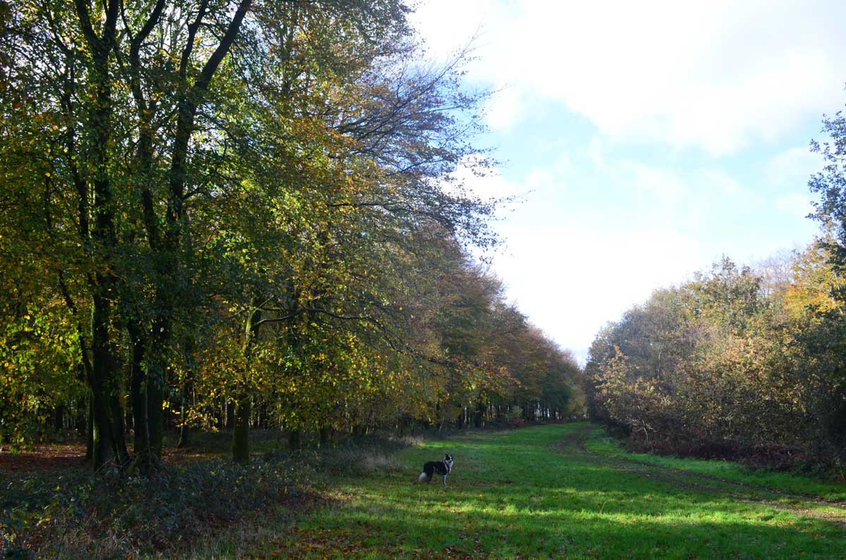 an avenue of beech trees