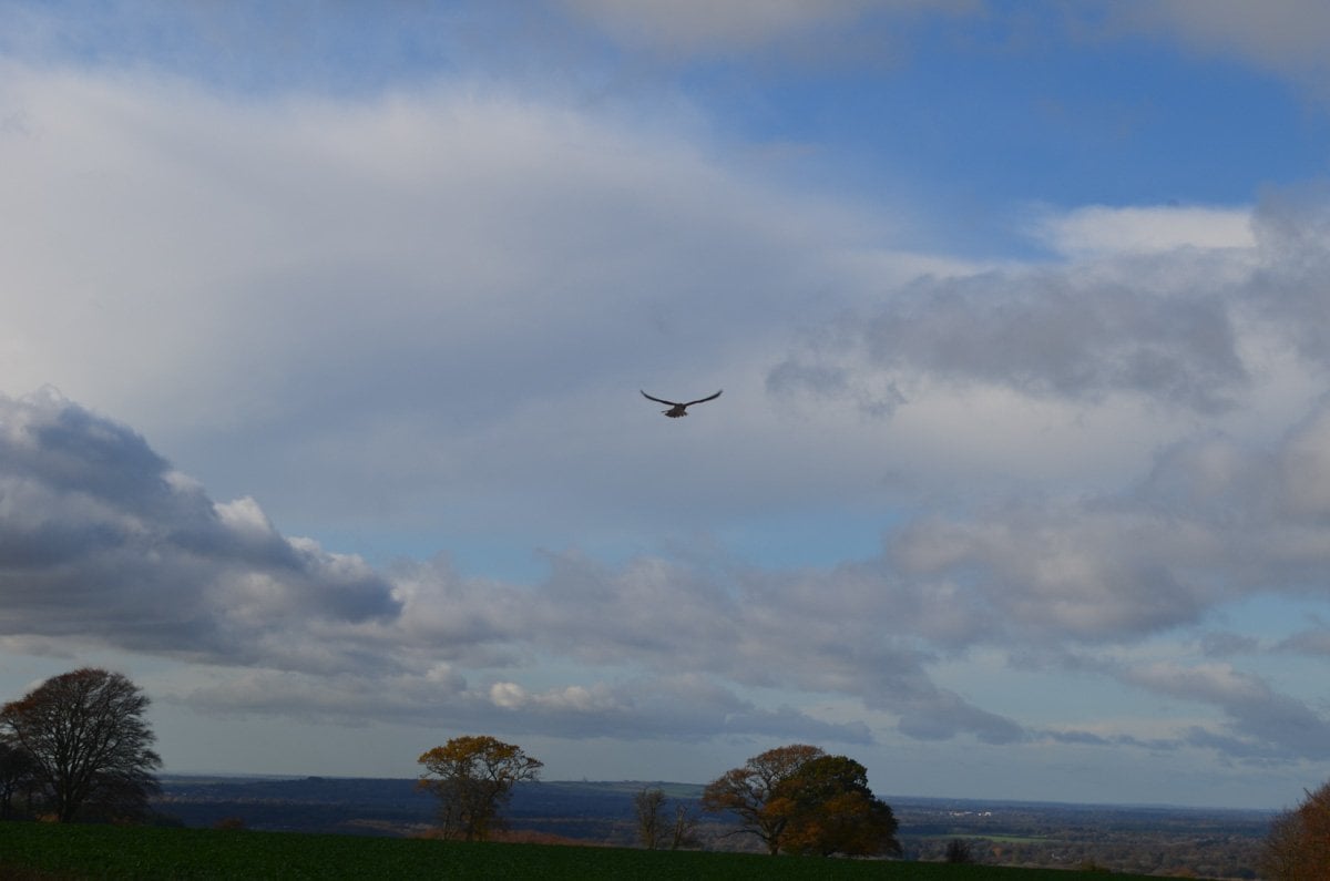 bird of prey above