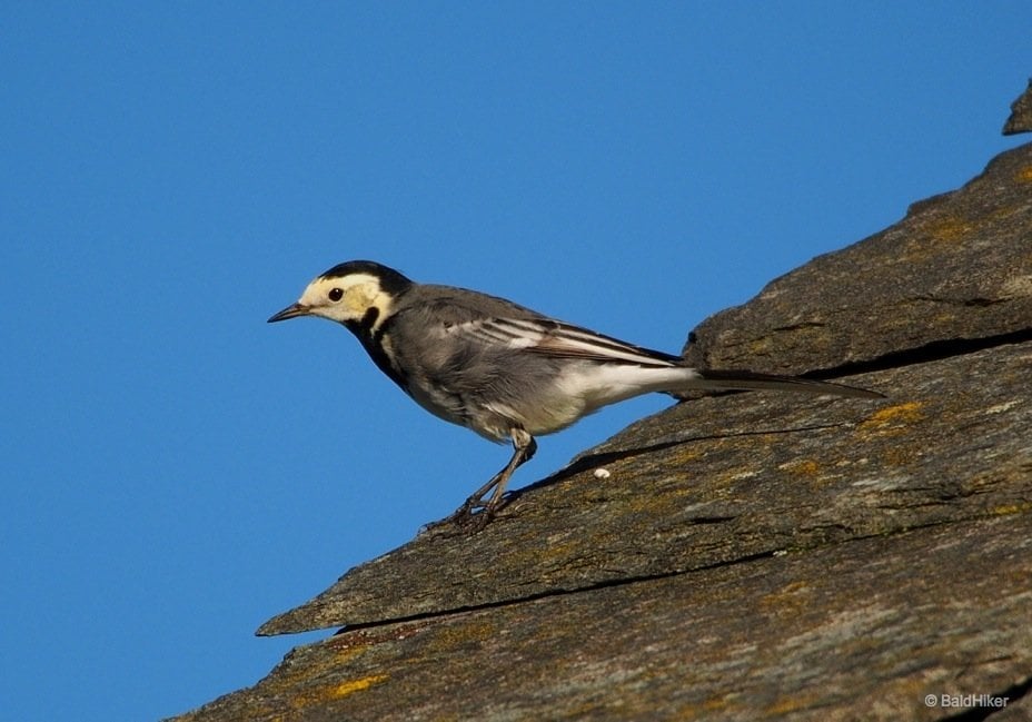 pied Wagtail of the roof