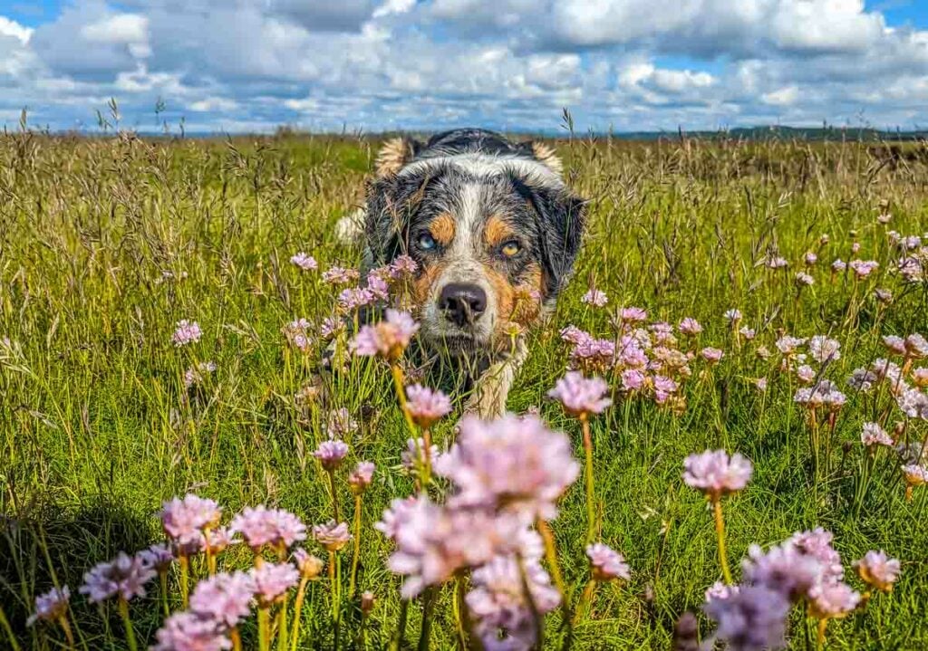 pink flowers and malc