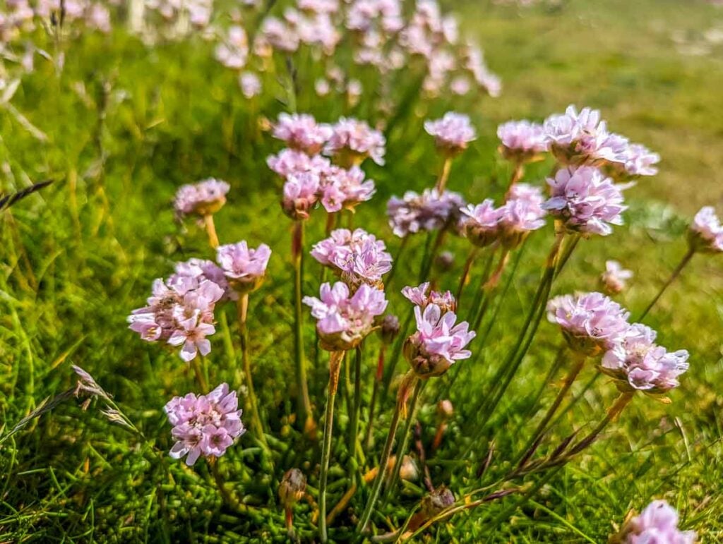 pink sea thrift