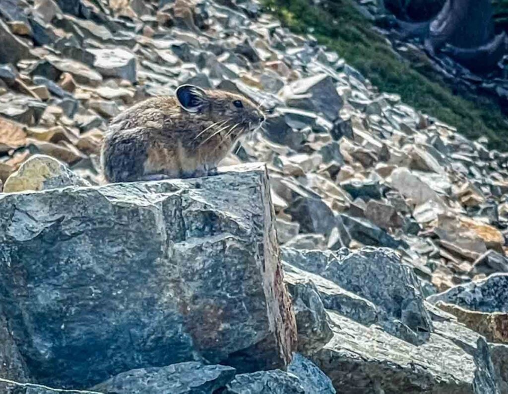 Pinnacle Pika