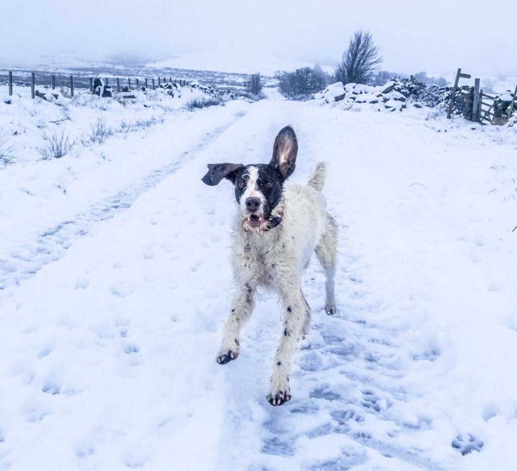 pointer in the snow