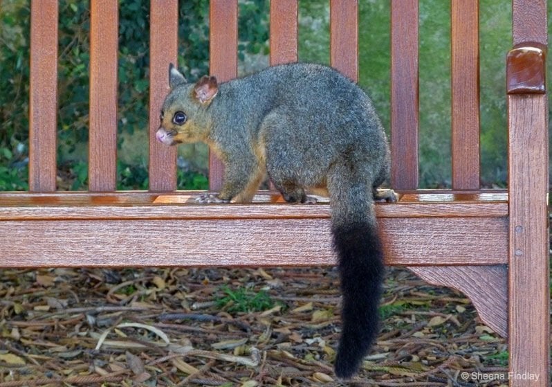 Possum in Sydney