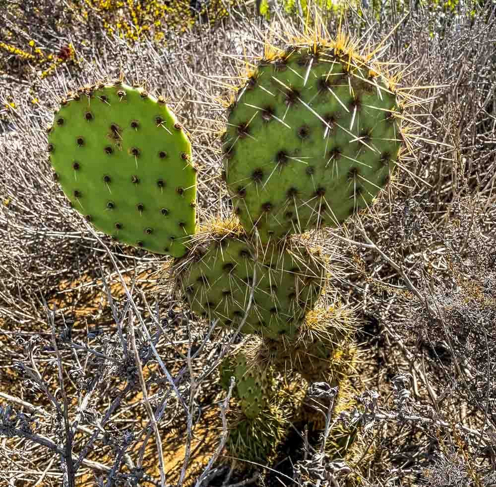 prickly pear