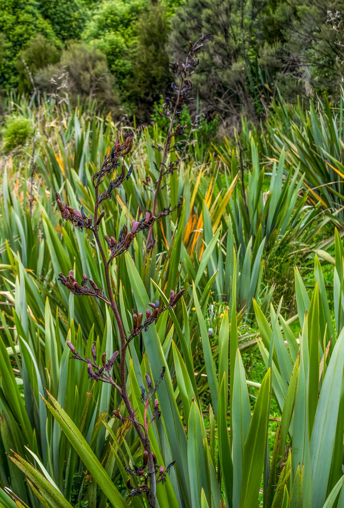 Pukaha Wetland