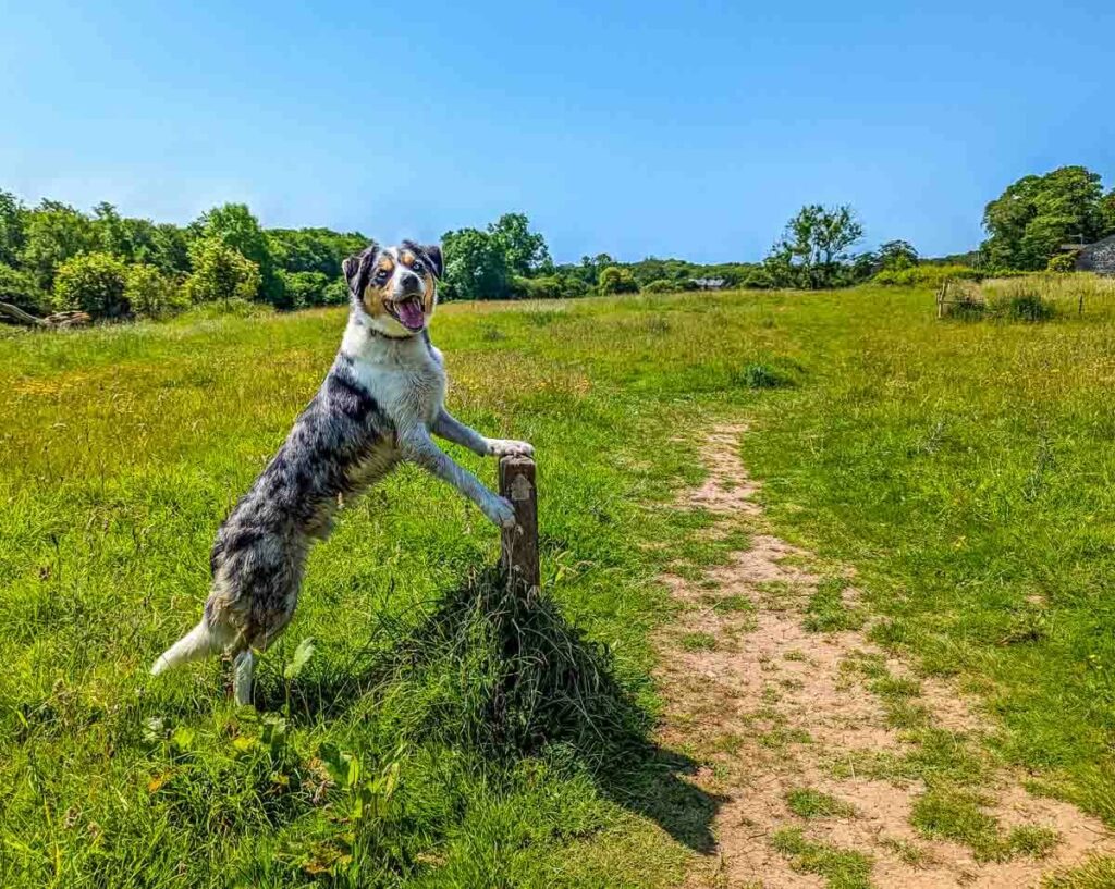 dog walking and posing