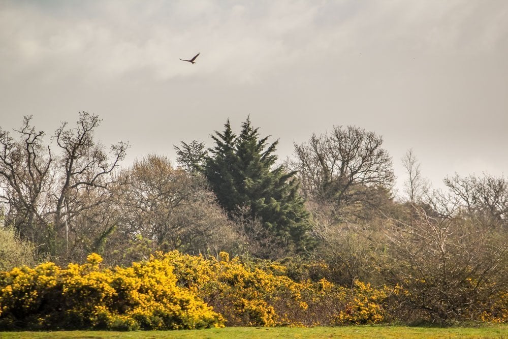 buzzard in flight at Greenham Common