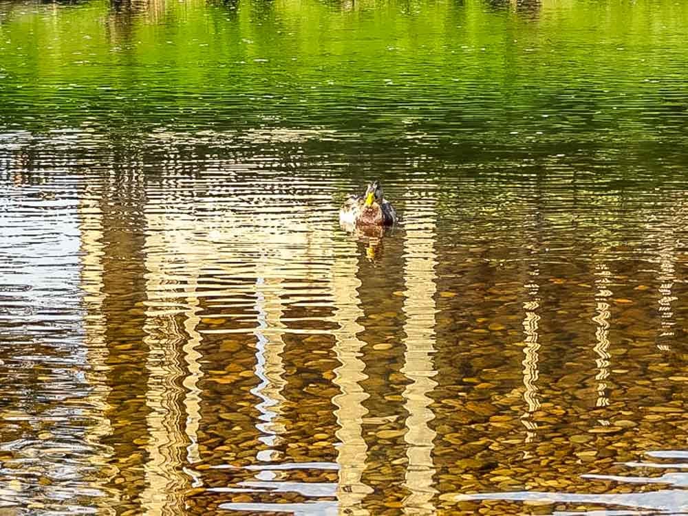 reflection of bolton abbey with a duck