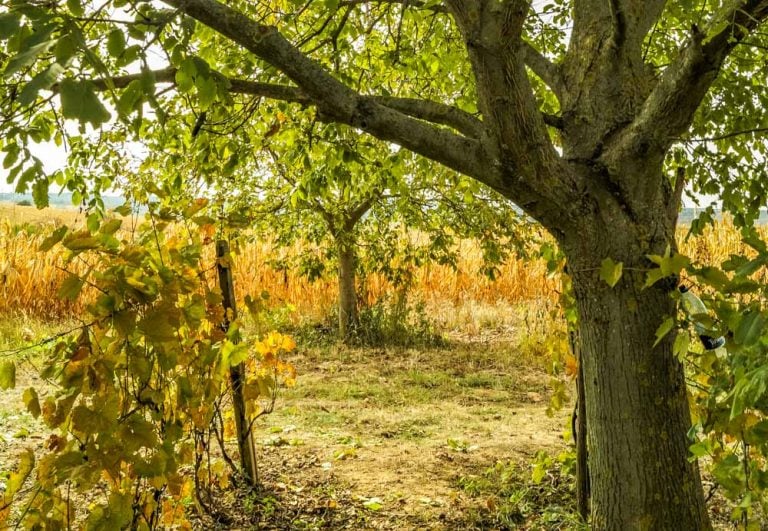 A Trip Into The Bihar Countryside, Romania