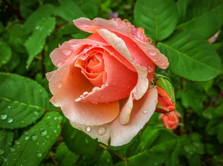 From Cuttings to Colour: Create Your Own Rose Garden