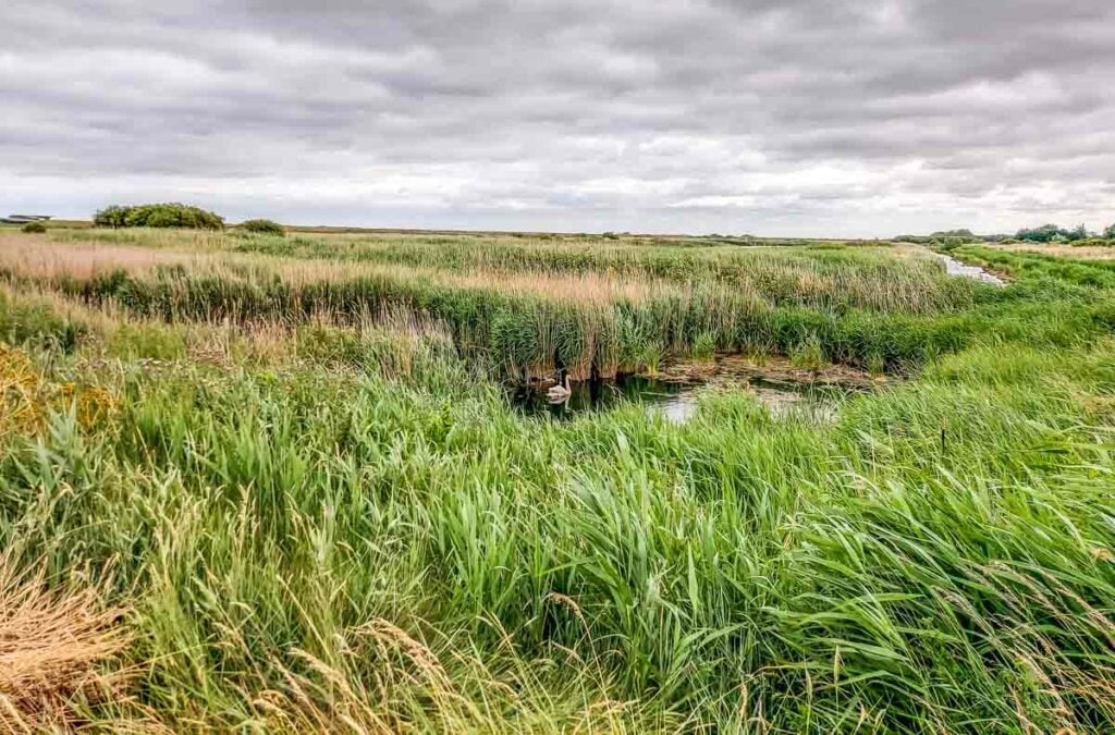 RSPB Titchwell Marsh landscape