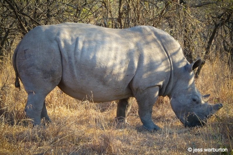 Nambiti reserve Rhinoceros